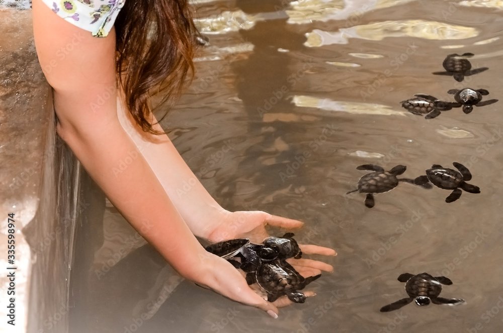 turtle hatchery conservation